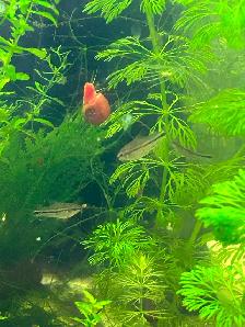 Pygmy corydoras - Photo 6