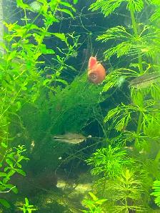Pygmy corydoras - Photo 7