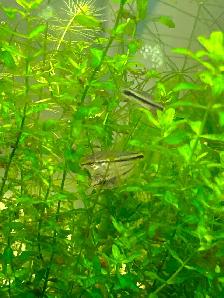 Pygmy corydoras - Photo 8