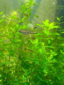 Pygmy corydoras - Photo 9