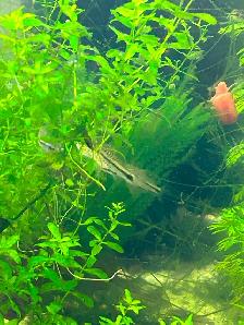 Pygmy corydoras - Photo 10