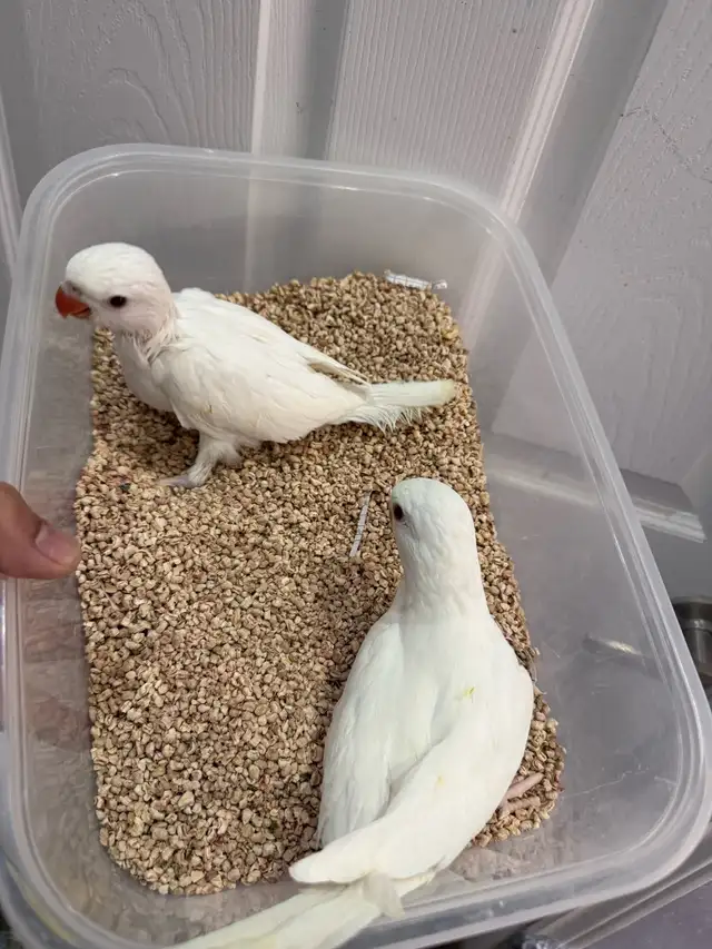 Indian ringneck babies parrot (white/Albino)