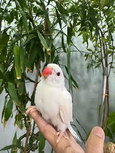 Indian ringneck babies parrot (white/Albino) - Photo 2