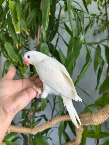Indian ringneck babies parrot (white/Albino) - Photo 5