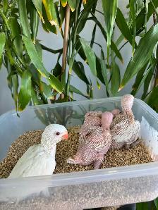 Indian ringneck babies parrot (white/Albino) - Photo 6