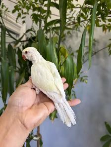 Indian ringneck babies parrot (white/Albino) - Photo 9