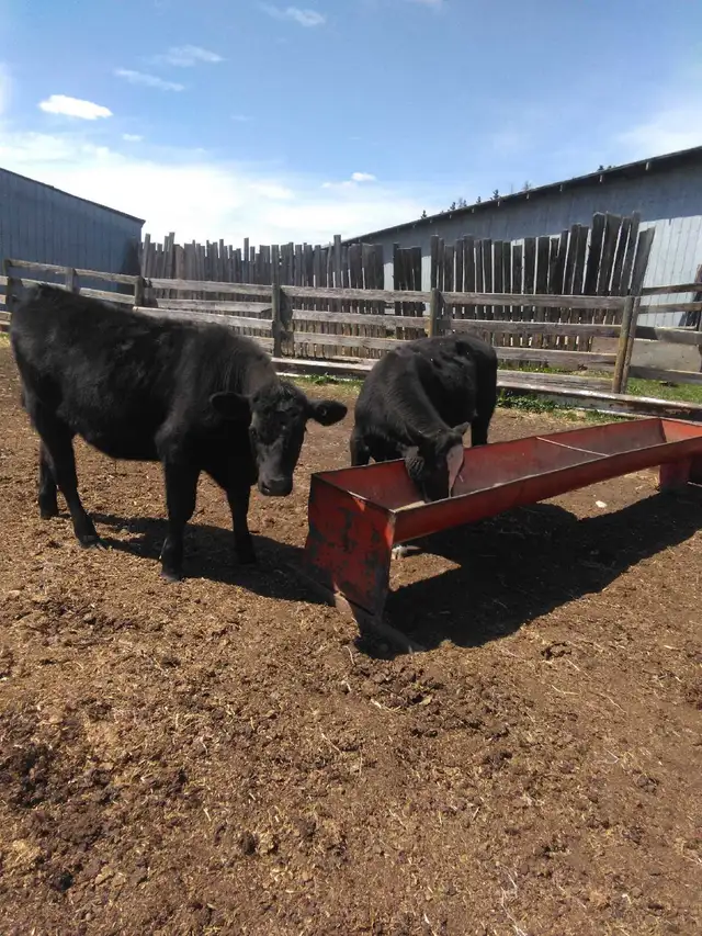 Calves for Sale