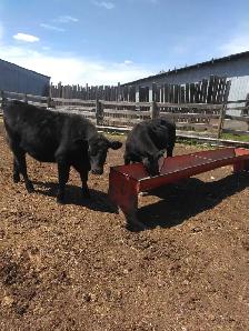 Calves for Sale