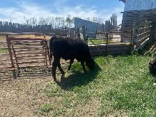 Calves for Sale - Photo 2