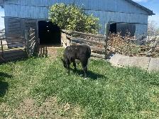 Calves for Sale - Photo 3