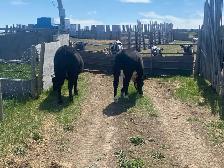 Calves for Sale - Photo 4
