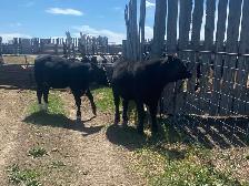 Calves for Sale - Photo 5
