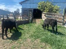 Calves for Sale - Photo 6