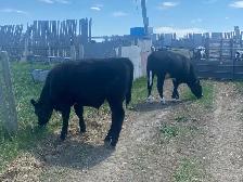 Calves for Sale - Photo 7