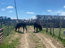 Calves for Sale - Photo 8