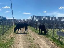 Calves for Sale - Photo 9