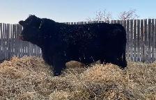 Simmental Bulls - Photo 2