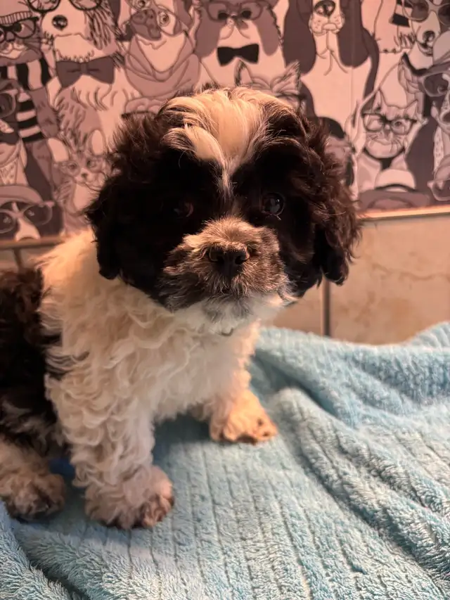bichon yorkie