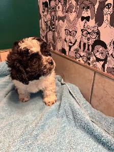 bichon yorkie - Photo 2