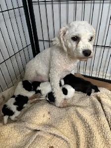 bichon yorkie - Photo 3