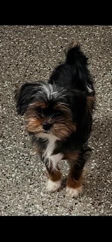 bichon yorkie - Photo 4