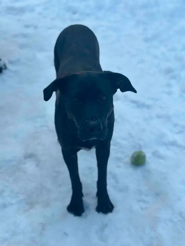 Chien à vendre