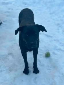 Chien à vendre