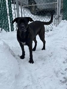 Chien à vendre - Photo 3
