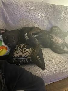 Chien à vendre - Photo 6