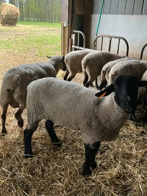 Sheep for sale
