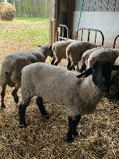 Sheep for sale