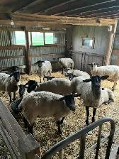 Sheep for sale - Photo 2