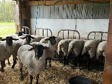 Sheep for sale - Photo 3