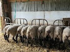Sheep for sale - Photo 4