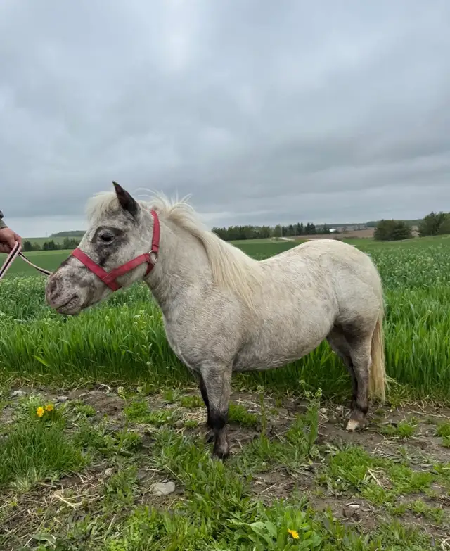 Miniature Pony Mare For Sale