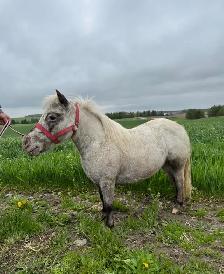 Miniature Pony Mare For Sale