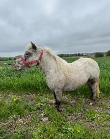 Miniature Pony Mare For Sale - Photo 2