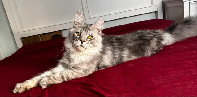 Imported European  Maine Coon!