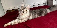 Imported European  Maine Coon!