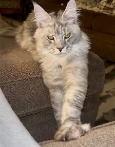 Imported European  Maine Coon! - Photo 2