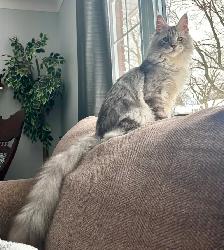 Imported European  Maine Coon! - Photo 4