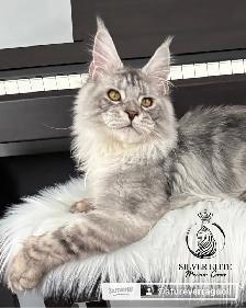 Imported European  Maine Coon! - Photo 5