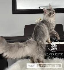 Imported European  Maine Coon! - Photo 6