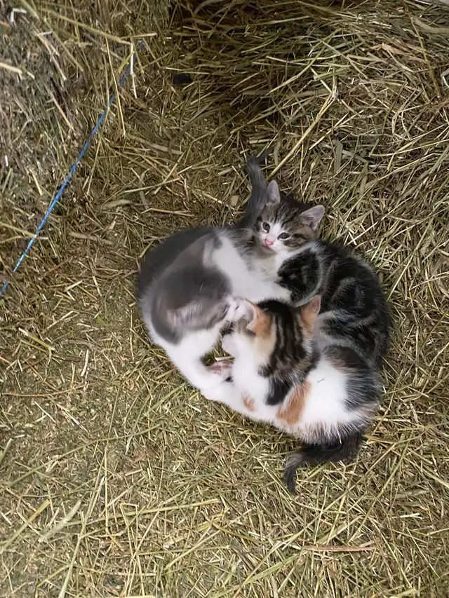 Kittens for sale