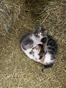 Kittens for sale