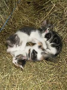 Kittens for sale - Photo 2