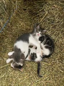 Kittens for sale - Photo 3