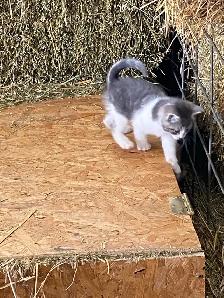 Kittens for sale - Photo 4
