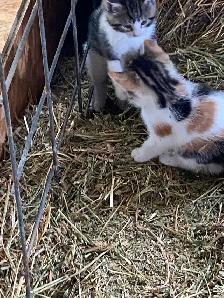 Kittens for sale - Photo 5