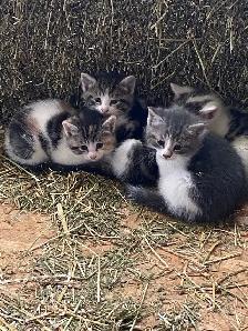 Kittens for sale - Photo 6